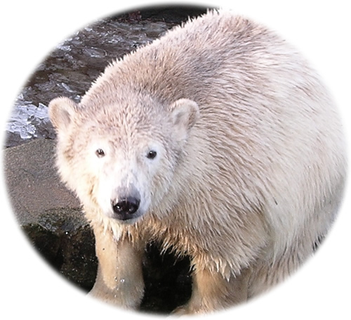 knut