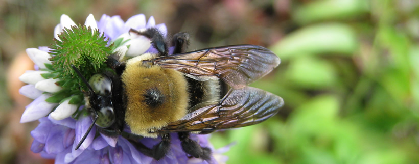 bee
