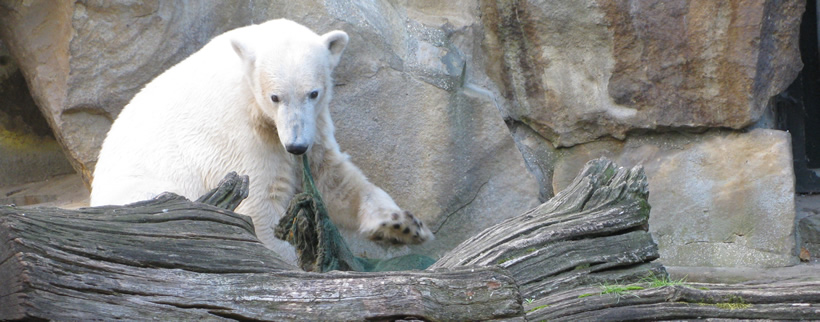 knut