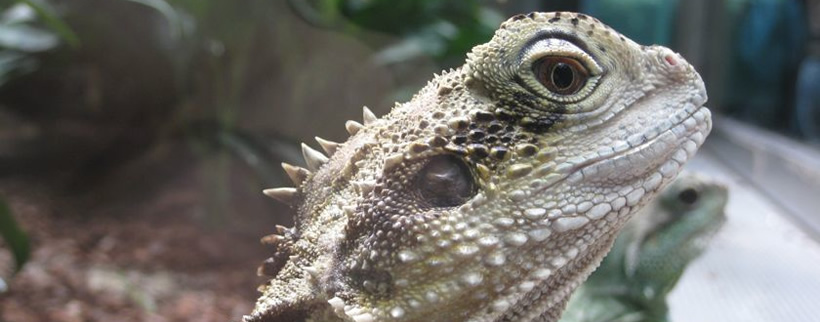 lizard